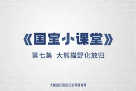 大熊猫系列科普短视频|《国宝小课堂》第七期图片