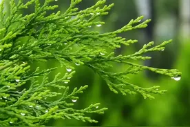 侧柏树全身都是宝，就连叶子都有6大妙用，你都知道几个图片