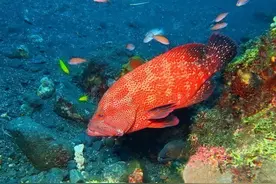 石斑鱼把美味基因写在身体里，“行走江湖”技不压身，妥妥一学霸图片