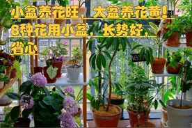 小盆养花旺，大盆养花黄！10种花用小盆，长势好，省心图片