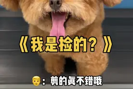 “流浪狗”改造计划…. #萌宠出道计划 #王多多 #日常vlog视频封面