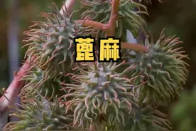 又见蓖麻，在野外荒地的黄泥土上，肆意的生长着。虽然都知道它有毒，但它也是重要的工业油料作物哦！#大自然的馈赠 #乡村守护人 #新农人计划2022视频封面