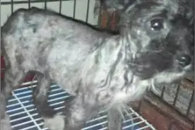 宠物医生带你了解狗狗常见的三种皮肤病及预防视频封面