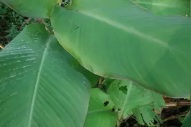 山王帝伴你认草药，野生芋头姜