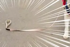 遛狗时你松开了牵引绳，狗狗的内心会特别的孤独，感觉是抛弃了视频封面