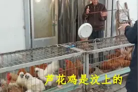 大厨教你家常“火锅鸡”的做法，味道麻辣鲜香，我先吃了！视频封面
