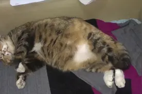 猫咪睡个觉也不老实，嘴抽筋、手抽筋、尾巴也抽抽，服啦服啦！