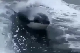 在大海航行中海豚为什么喜欢追逐轮船，背后的原因你知道吗？视频封面