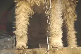 流浪狗被主人抛弃，拴起来动弹不得，走近一看令人心疼!视频封面