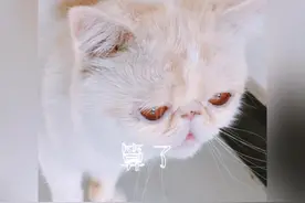 怎么教猫说话？