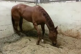 马是怎么睡觉的？站着还是躺着？看完涨知识了！