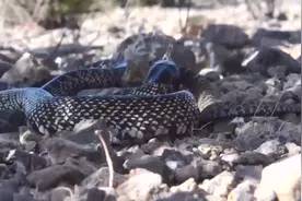 国外男子突发奇想，给蛇打个死结，蛇能自己解开吗？