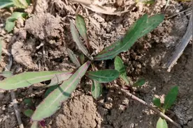 苣荬菜又叫曲曲菜，农村一种普通用途却了得的野菜，一起了解下