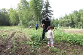 天气晴朗，把红薯藤全部割掉，准备挖红薯了视频封面