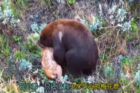 震惊的一幕！棕熊竟然吃起了梅花鹿，熊这个东西果然不是好惹的…视频封面