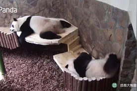 这孩子终于睡着了！花叶木架上互rua？ 妹妹累了爬上小床睡觉视频封面