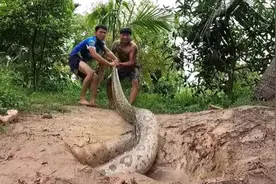 外国小伙大战黄金蟒，真佩服小伙的胆量 #黄金蟒蛇 #大战黄金蟒视频封面