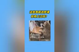 #听说1027是世界恋爱日 所以，哪些大学有”恋爱课”？凳子都准备好了！#奇奇怪怪的大学选修课 #大学 #高中生 @中国大学生在线 @抖音校园 @抖音短视频 视频封面