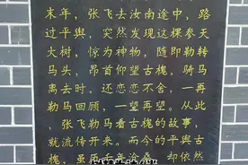 千年平舆古槐，驻马店最古老的国槐！视频封面