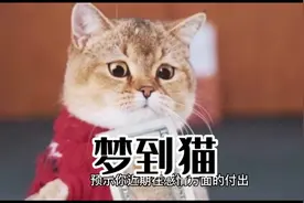 梦到猫解梦#做梦 #解梦#梦#猫咪 #宠物视频封面