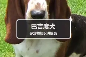 你们要的巴吉度犬，它来啦！#巴吉度 #宠物