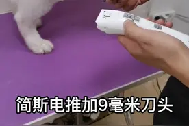 #宠物美容 #萨摩耶 打结的狗狗，毛厚的狗狗很好剃，不卡毛，视频留毛9毫米视频封面