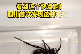 看到这个快点跑！四川首次发现这种毒#蜘蛛
