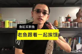 新鱼入缸别着急喂，如果鱼缸是老鱼添新鱼，那么老鱼也要跟着挨饿视频封面