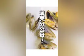 潮菜必点炒薄壳，现在最当季，吃公好还是吃母好？南粤厨王王桂荣@嘉厨作坊 @DOU+小助手 #717抖音嗨吃节视频封面