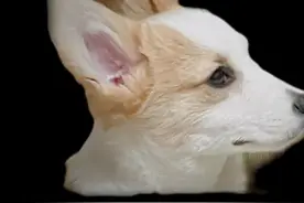 狗子误食东火腿肠皮怎么办？ #铲屎官疯了 #精神小狗 #小奶基视频封面