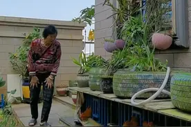 老妈有一年多不来我家了，一进门就跑来看我的笼鸡，一看就知道老妈有多喜欢养鸡，而且这是爸妈俩花了一星期时间，帮我做的储水鸡笼，干净无异味！#我的乡村生活 #勤劳的农村人 #田园生活 视频封面