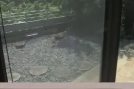 老茶圈是非：王声记风暴#茶视频封面