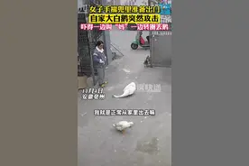 11月4日，安徽亳州。女子打算出门，自家大白鹅突然攻击，吓得一边叫“妈”一边转圈丢鹅。网友：这可能是大鹅发的抖音#鹅 #万万没想到 视频封面