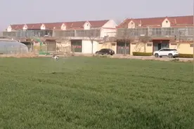 感谢政府为老百姓带来的福利     无人机正在打药中～#无人机