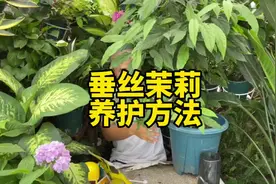 垂丝茉莉的养殖方法，半阴半阳的环境养护，温度15-25度开花。视频封面