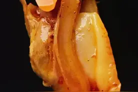 怎样才能让花甲快速吐沙？花甲不用煮，不加一滴水的做法你肯定没见过！#花甲清洗方法 #无水煮花甲 视频封面