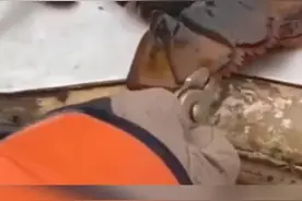 怀孕的龙虾妈妈被放生。永怀敬畏与感恩之心，才能与大自然好好相处。