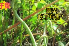 蕨菜吃了会有害？怎么回事？野菜虽然好吃，但要小心#蕨菜 #科普视频封面