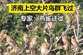 11月18日山东济南，上空密密麻麻鸟群飞过，有人吓到关窗户！专家：别怕，是“老熟人”燕雀在迁徙~视频封面