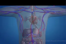 三分钟带你了解：你身体的血是怎么循环往复，滋养身体每个细胞的视频封面