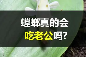 螳螂真的会吃掉“丈夫”吗？今天我们试试看#抖音自然 #兰花螳螂 视频封面