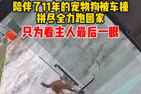 陪伴了11年的宠物狗被车撞，拼尽全力跑回家，只为看主人最后一眼!视频封面