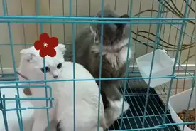 宠物快递怎么寄便宜#宠物托运 
宠物快递怎么寄到手机上