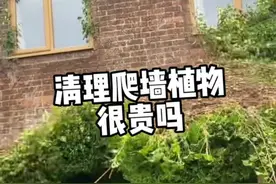 清理爬墙植为什么要花这么多的钱呢？看看清理过程  #为什么要清理爬墙植物 #爬山虎 #常春藤