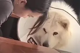 狗狗突然亲主人，萌化了#萌到爆炸了💥 #萌化了 #狗狗的心思都写在脸上了 #狗狗 #就喜欢萌萌乖乖的小萌宠视频封面