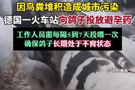 德国一火车站向鸽子投放避孕药（环球时报）视频封面