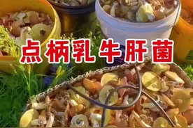 点柄乳牛肝菌，肠胃炎毒性 视频封面