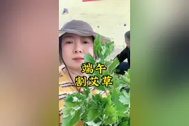 端午割艾草 割艾草为什么一定要在端午前？#端午节#艾草#传递美丽新疆 #大自然的馈赠 #绿色食品