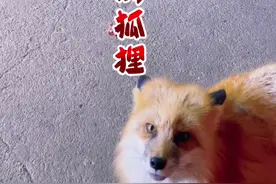 灵魂一旦被爱血肉就会疯狂生长，狐狸和我们一样，不都是为了生计在讨生活吗！你的举手之劳或许会成为别人的没齿难忘！#万物皆有灵性 #神奇动物在抖音 #记录真实生活 #三农 #视频封面