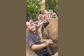 瓜蒌根天花粉 @甘肃老嘎专营店 很多人都认为天花粉是什么植物的花粉，今天我给大家你讲清楚，天花粉就是瓜蒌根，不是花粉#天花粉 #农村生活 #采药人 #瓜蒌根视频封面